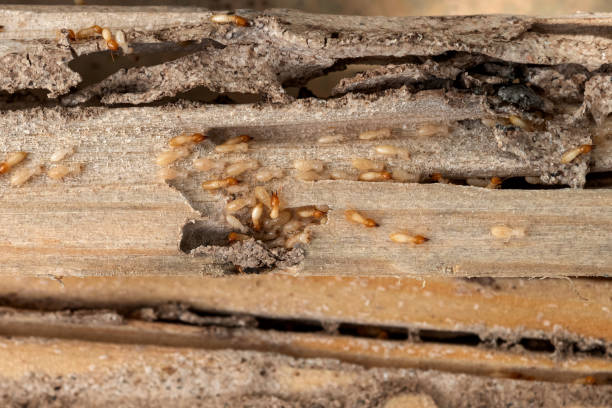 Best Local Pest Control Services  in White Pine, TN