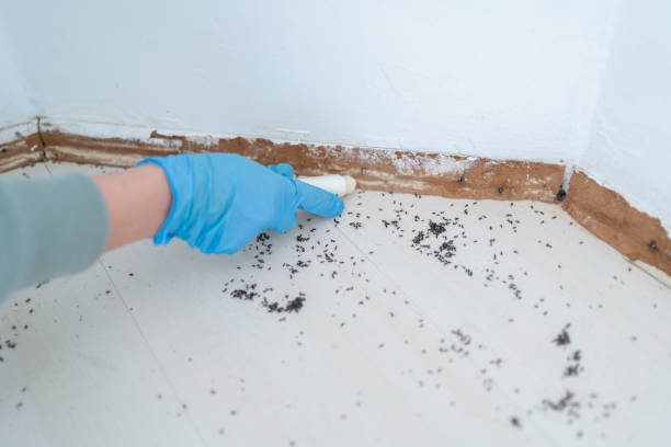 Best Mosquito Control Services  in White Pine, TN